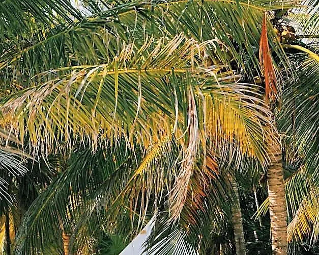 Cielo Y Selva Riviera Maya